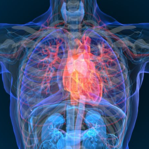 Pathology researchers find that too many antioxidants can have negative impacts on heart health